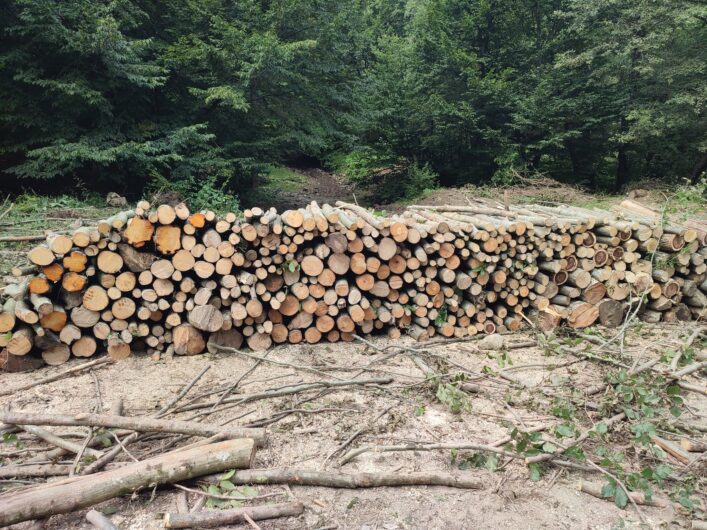 ISSA FOREST DESIGN SRL VINDE LEMN FOC FAG ȘI CARPEN DIN RĂRITURI