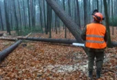 Dacă ai o firmă de exploatări forestiere, noi ne ocupăm de prezența ta online, transformă-ți afacerea într-un lider de piață.