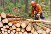 Dacă ai o firmă de exploatări forestiere, noi ne ocupăm de prezența ta online, transformă-ți afacerea într-un lider de piață.